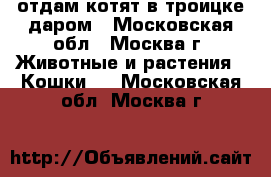 отдам котят в троицке даром - Московская обл., Москва г. Животные и растения » Кошки   . Московская обл.,Москва г.